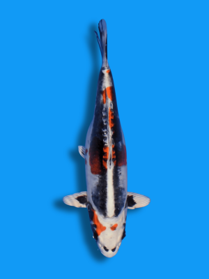 Beni Kikokuryu | Koi&Co.